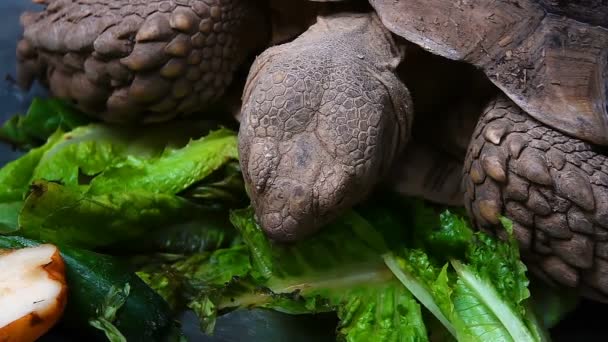 Tortuga Está Comiendo Verduras — Vídeos de Stock