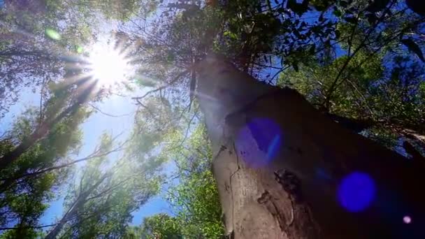 Árbol Enorme Bosque Luz Del Sol — Vídeo de stock