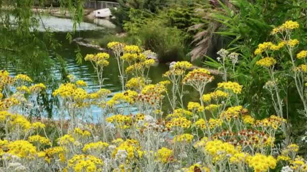 Κίτρινα Λουλούδια Και Λίμνη Νερό Στη Φύση — Αρχείο Βίντεο