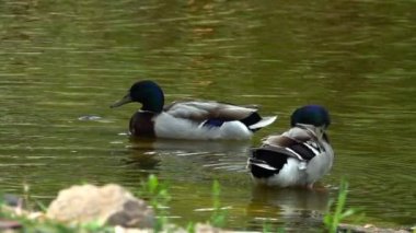 Yeşil Göl üzerinde ördekler
