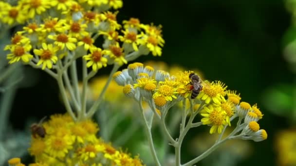 Bee Yellow Flowers — Stock Video