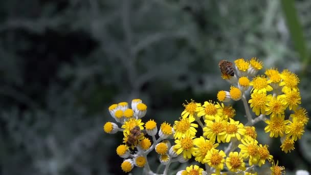 Пчела Желтых Цветах — стоковое видео