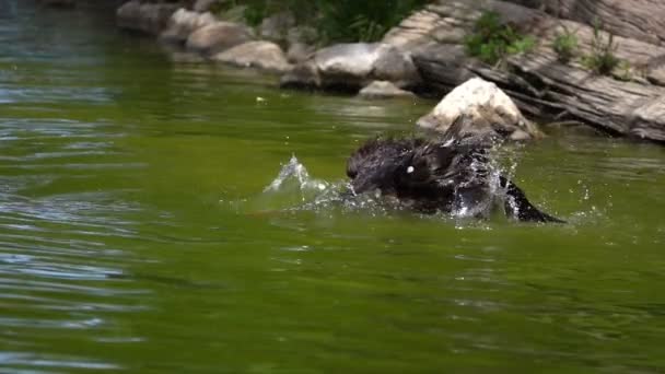 Ducks Green Lake — Stock Video