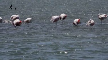  Deniz suyunda Flamingo kuşları 