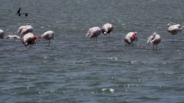 Фламінго Птиці Морській Воді — стокове відео