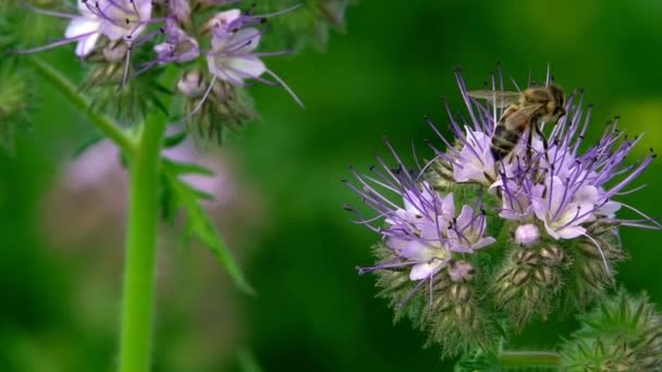 Abeille Sur Fleur Violette — Video