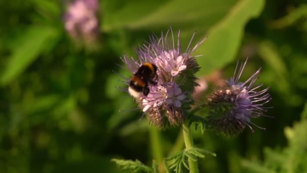 Abeille Sur Fleur Violette — Video