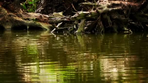 Madera Green Lake — Vídeo de stock