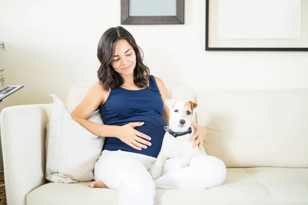 Cãozinho Bonito Protegendo Mulher Grávida Sentada Sofá Casa — Fotografia de Stock