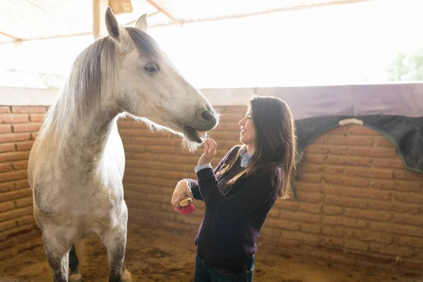 Лошадь Наслаждается Ежедневной Гигиеной Пока Женщина Стоит Конюшне — стоковое фото