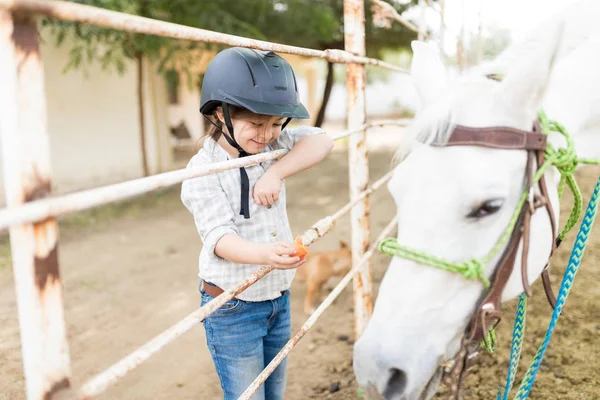 Charmant Süßes Mädchen Füttert Weißes Pferd Mit Karotte Zaun — Stockfoto