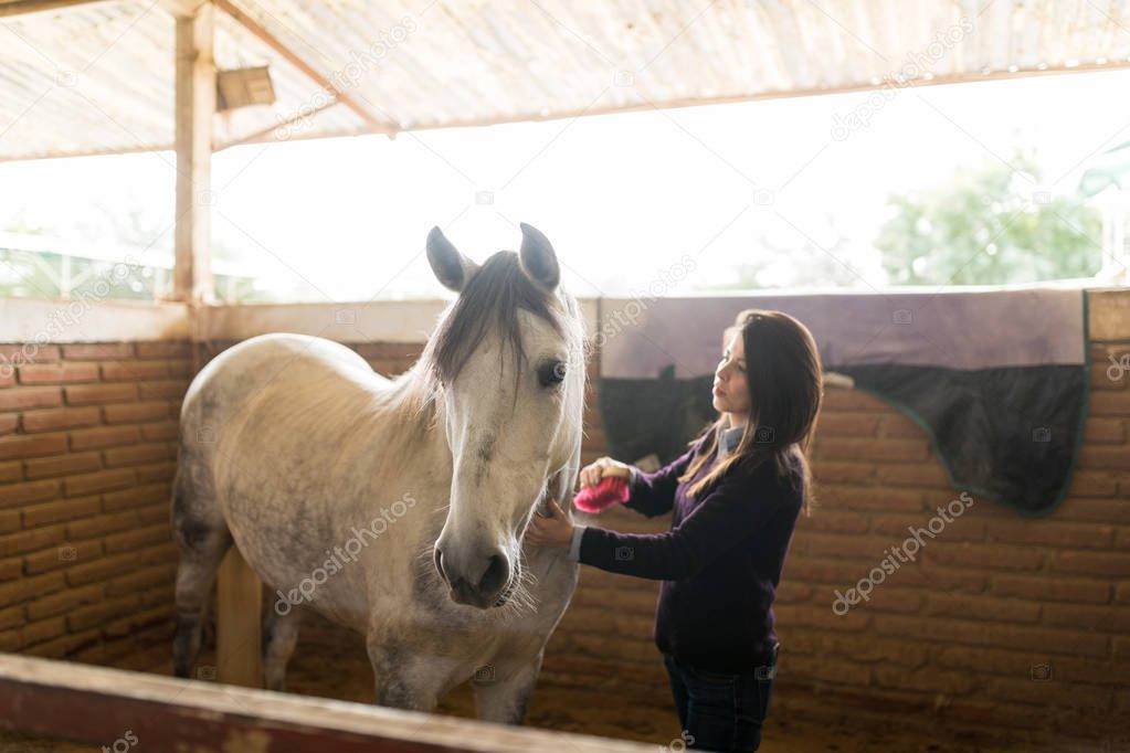 Mid adult woman grooming white equine with a brush in ranch