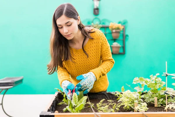 Beautiful Young Brunette Cutting Leaves Her Urban Garden — Stock Photo, Image