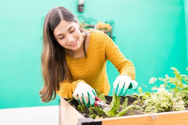 Vonzó Fiatal Daraboló Üzem Része Eszközzel Miközben Kertészeti Udvaron — Stock Fotó