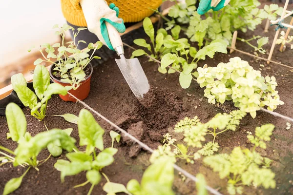 Beskuren Bild Kvinna Gräva Trädgård Säng Med Spade Gården — Stockfoto