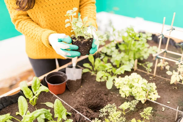 有機性菜園を始める若い女性の中央部 — ストック写真
