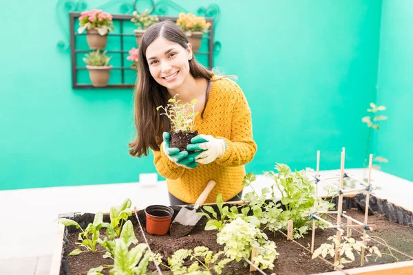 Porträtt Leende Underbara Kvinna Plantering Färska Grönsaker Trädgården — Stockfoto