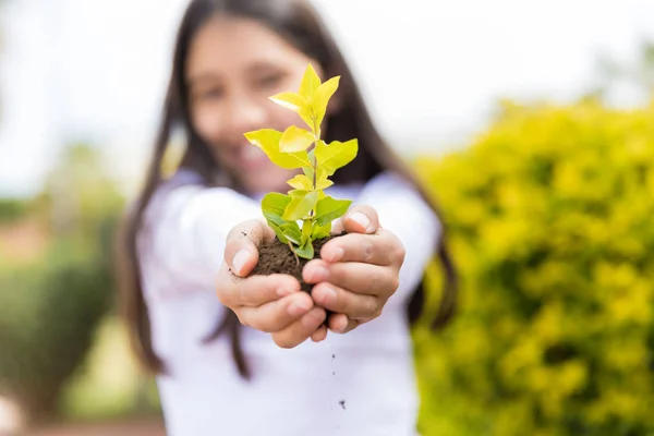 拿着小树的女孩的手与土壤在庭院 — 图库照片