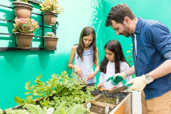 Hispánské Otec Poučující Dcera Používat Zahradnické Nůžky Zatímco Zahradnictví Dvorku — Stock fotografie
