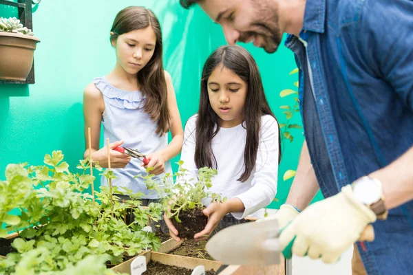 小女孩种植牛至在父亲的教导下在庭院 — 图库照片