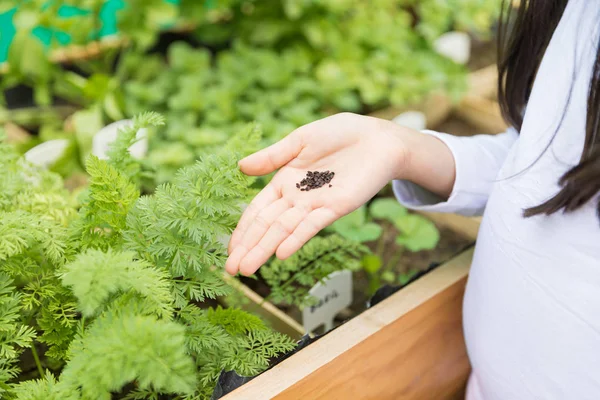 Närbild Handen Håller Lök Frön Färska Växter Gräsmattan — Stockfoto