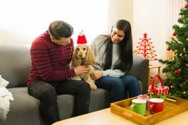 İspanyol çift Noel 'de evde eğleniyor, Noel Baba şapkası takan sevimli köpeklerini okşuyor, Noel ağacının yanındaki kanepede oturuyor.