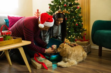 Genç Latin çift Noel kostümü giyip köpekleriyle birlikte Noel ağacının orada hediyelerini açıyorlar.