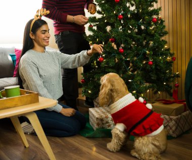 İspanyol aile Noel ağacını Noel Baba kostümü giymiş sevimli köpekleri ile süslüyor, evde birlikte bayram sezonunun tadını çıkarıyorlar.
