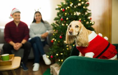 Şirin cocker spaniel köpek. Yılbaşı elbisesi giymiş. Arka planda bulanık bir çiftle birlikte Noel ağacının yanındaki yeşil koltukta oturuyor.