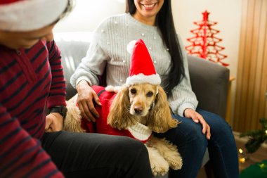 İspanyol çift Noel kostümü ve Noel Baba şapkası giyip cocker spaniel köpeklerini okşayarak tatillerde evdeki kanepede oturuyorlar.