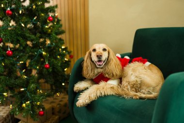 Sevimli cocker spaniel köpek, şenlikli noel kıyafeti giyiyor, yeşil bir koltuğa uzanmış, süslü bir Noel ağacının yanında, tatil ruhunun tadını çıkarıyor.