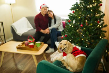 Şirin cocker spaniel köpek şenlikli Noel kıyafeti giyiyor koltukta dinleniyor ve sevgili çift arka plandaki koltukta romantik bir anı paylaşıyor.