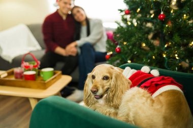 Noel ağacının yanındaki koltuğa uzanmış şenlikli giysiler içinde sevimli bir hayvan. Sahipleri arka plandaki koltukta dinlenirken.