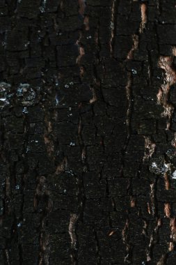 exture bir ağaç, desen, arka plan koyu kabuk
