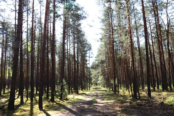 temiz yeşil çam ormanı güneşli bir bahar ya da yaz