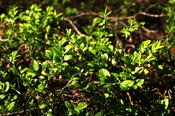 Bahar, erken yaz aylarında genç yaban mersini çalı