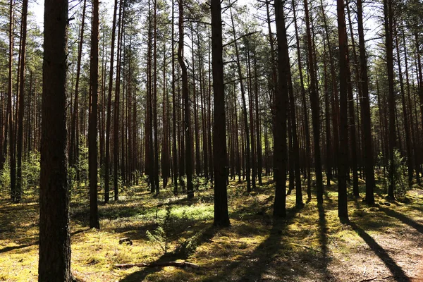 temiz yeşil çam ormanı güneşli bir bahar ya da yaz