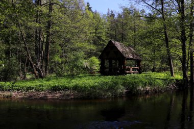 bir görünümü ormandaki bir ahşap Pergola