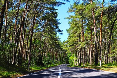 Curonian Spit üzerinde yaz ormanda yol