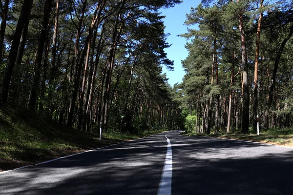 Straße im Wald im Sommer auf der Kurischen Nehrung — Stockfoto