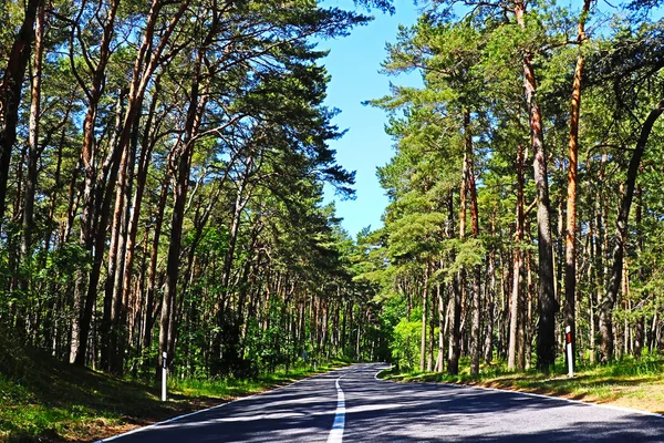 Curonian Spit üzerinde yaz ormanda yol
