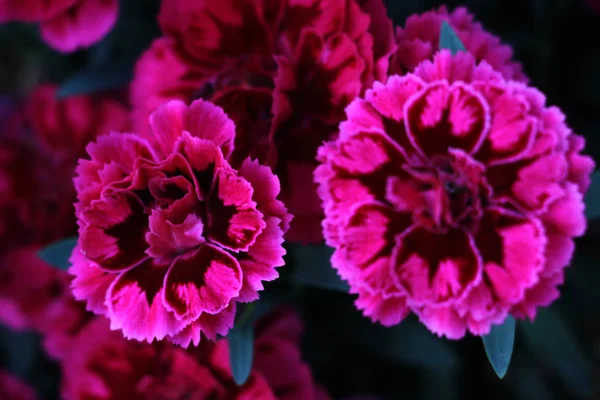 Όμορφο κόκκινο λουλούδι γαρίφαλων — Φωτογραφία Αρχείου