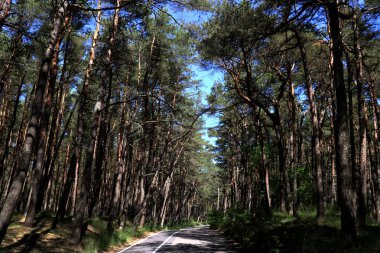 Curonian Spit üzerinde yaz ormanda yol.