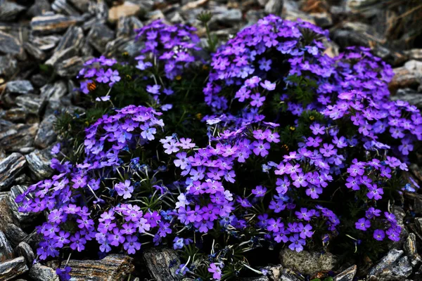 Gros Buisson Fleurs Bleu Vif Fond — Photo