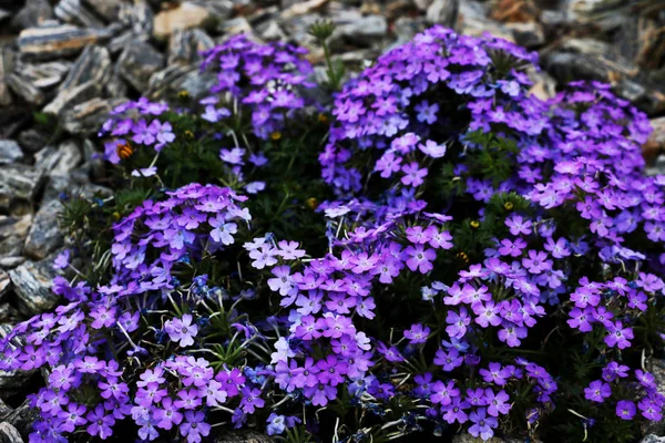 Stor Buske Blå Blommor Bakgrund — Stockfoto