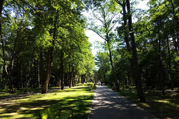 Güneşli bir günde bir genç yeşil park görünümü.
