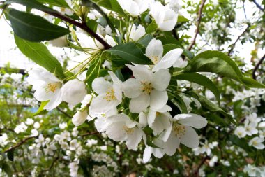 Şu yeni gelişen bir ağaç dalları. Beyaz çiçekleri kiraz ağacında. Arka plan