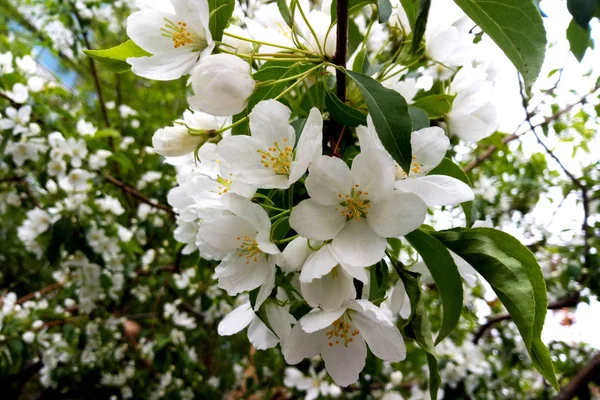 Flores Manzanos Parte Portadora Semillas Una Planta Que Consiste Estambres — Foto de Stock