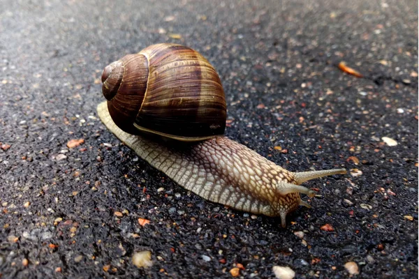 Bella Lumaca Sulla Strada Dopo Pioggia — Foto Stock