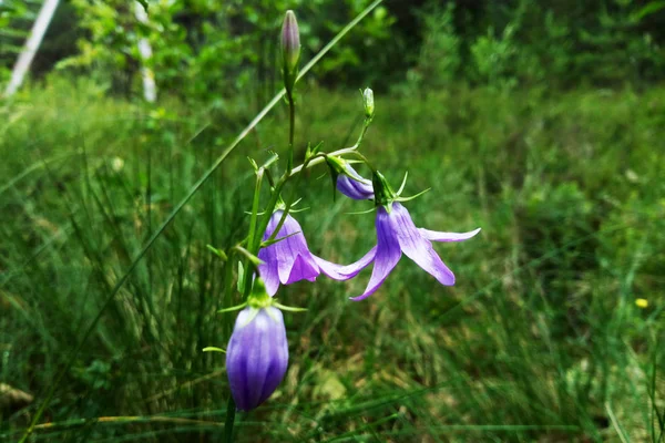Menekşe çan çiçekleri Campanula rotundifolia harebel